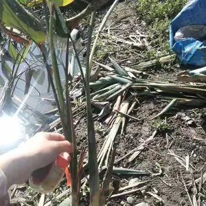 出售再力花杯苗 15杯再力花供应 再力花地苗 高度20-100公分