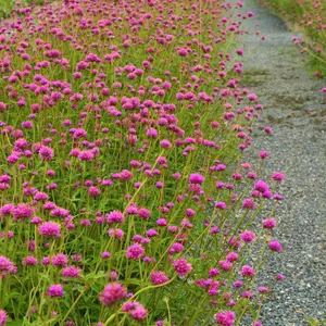 福建厦门花草种子公司-批发零售-花海种子(千日红焰火花种进口种子切花种子)