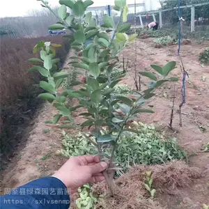 ���۴�Ҷ���� ��������С��ר�� �ļ�����