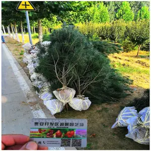 1.5米白皮松树苗价格 园林绿化苗木 山东白皮松树苗基地