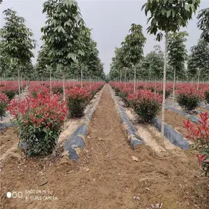 �½���Ҷ��ӣ����_��Ҷ��ӣ�����_�����̻���ľ