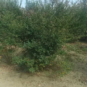Դ����ľ ��Ӧ������ޱ ��ޱС�� ��ޱ���� СҶ��ޱ �̻���ľ