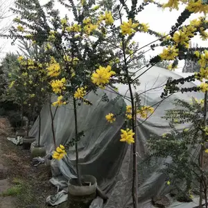 ��Ҷ�ϻ������� �ϻ������������ۻ��� ��Ҷ�ϻ�������