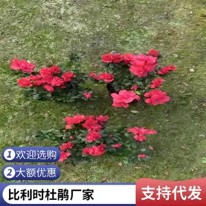 ����ʱ�ž黨�۸� ����ʱ�ž���ֲ԰���� ����ʱ�ž黨