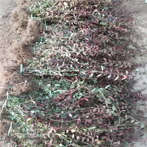 ������СҶ�����ٳ�40-80���ֻ����̻��� ������ľ