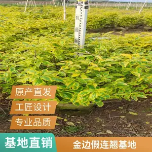 ׿�� �ļ����� ��߼������� ԰������ ��Ҷֲ�� �绰��ѯ