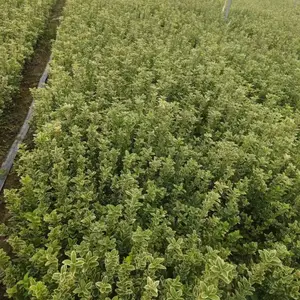 金边黄杨基地 金边黄杨苗圃低价格批发 金边黄杨杯苗 大田苗
