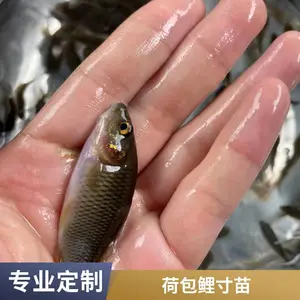 �̻������� ʳ�õ��������� �ɻ�***�ɻ��������ֻ�����
