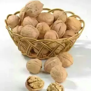 中核1号核桃苗_中核1号核桃苗基地