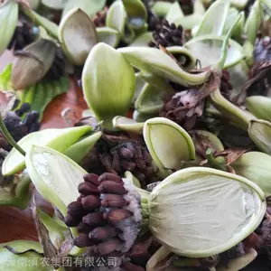 贵州百部苗 现货 云南百部种苗供应 基地直供百部种子 百部种植 品质***
