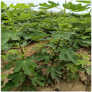 现挖现卖盆栽无花果苗 波姬红无花果树苗价格 无花果苗一株价钱