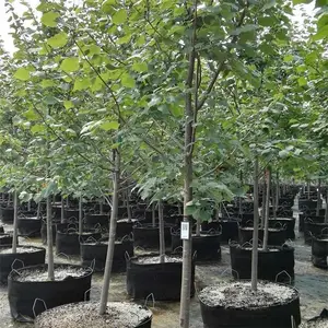 长期供应欧洲小叶椴绿塔 园林绿化景观观赏行道庭荫树