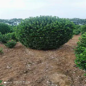 润泽园林 出售大叶黄杨球 种植大叶黄杨球 园林观赏