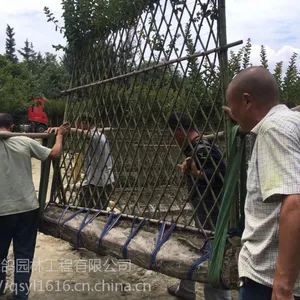 紫薇围墙,紫薇篱笆墙,紫薇树栅栏出售基地,紫薇编织的东西,有生命的墙