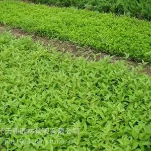 供应贵州各类灌木小苗供应重庆各类灌木小苗供应红檵木供应红叶石楠供应八角金盘供应西洋鹃