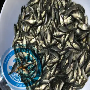 宝悦水产鲫鱼苗 少病害 中科三号鲫鱼苗 