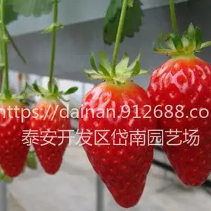 妙香草莓苗技术管理 妙香草莓苗种植管理 妙香草莓苗种植基地