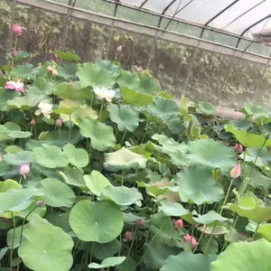 ˮ��ˮ��ˮ���ɻ� ��ɫϵ���ͺɻ� ���绨�� ԰������