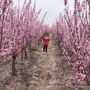 ����ֱ�� 4������Ҷ÷�۸� �������� ���ɻ���
