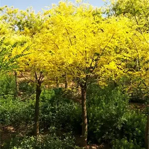 金叶槐产地货源 金叶槐促销价格 金叶槐种植基地