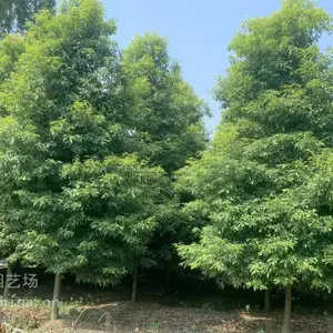 �Ĵ�������Ի��� ���깩ӦСҶ��� ���ιڷ��� �ļ����� ����԰�ֹ����̻���ľ