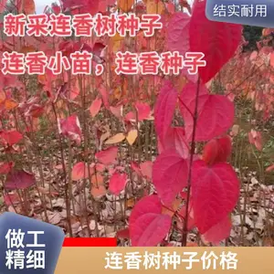 连香种子连香净种子价格连香树种子连香树小苗乡土彩叶树种连香小苗种植基地产地供货价格