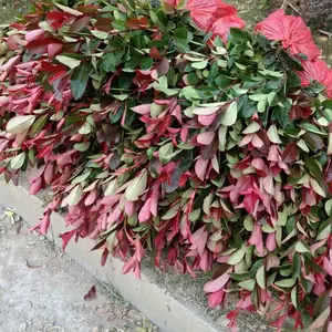 供应 红叶石楠 园林绿化工程用苗木 色块小苗 苗圃价格