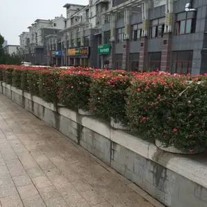 ��Ӧ��ҶС��***�� ��ҶС����ֲ����