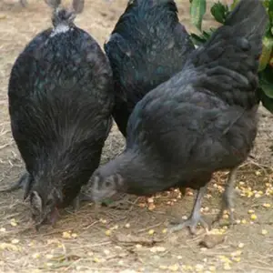 ��ڼ������� ����̿ǵ����� ����߲��̿ǵ�����۸� �����̿Ǽ���