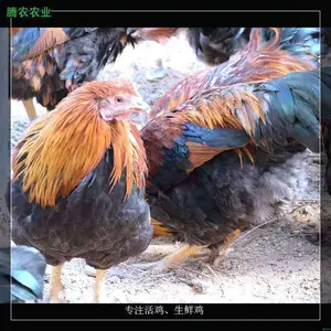�������������г���ũ���ʼ�����ô������������
