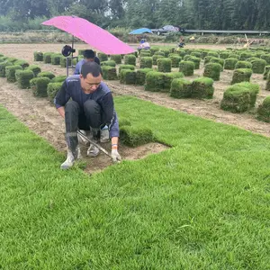 马尼拉草坪足球场草坪