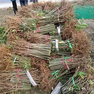 现卖大棚香椿苗1米高红油香椿苗当年种植当年有收益香椿苗基地