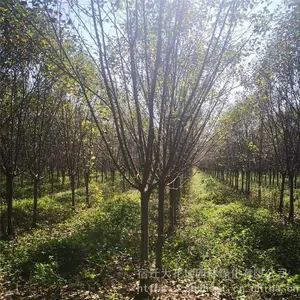 ���ۡ������� �� ��������С�硿6����7����8����10���ֺ��Ļ�