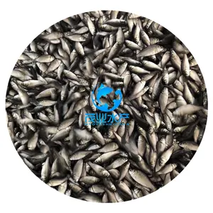 广东梅州东北鲫鱼苗/广西柳州工程鲫鱼苗价格/北海鲫鱼苗养殖