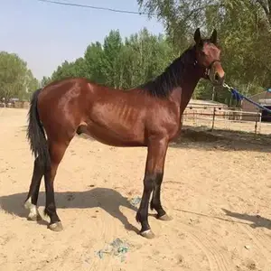 半血马 半血马价格 半血马的特征 混血马