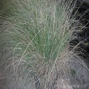 ���������Ͳݻ�ü�ݷ������ͺ����ۻ�����̳������������