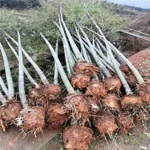 重庆涪陵春鹃苗厂家价格从优
