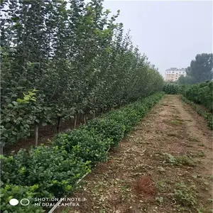 �������� ��ӭ�ɹ� ˧��ũҵ ���ͷ�������3���ֶ��������