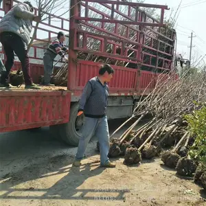 4����ӣ���۸� ��ӣ ��ӣ Ⱦ����Ұӣ����