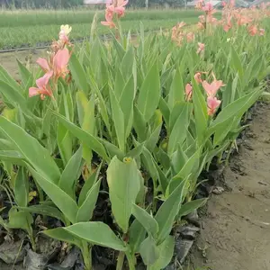 水生美人蕉的批发基地 美人蕉杯苗 美人蕉地苗价格