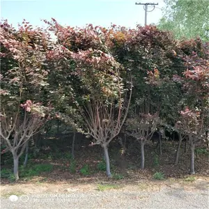 25������Ҷ�� ˧��������� ��Ҷ�����糧������ 2020�´�����