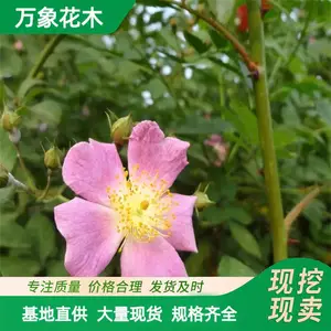 ����ľ ҰǾޱ ����԰���쾰�̻� ��̨ͥԺ��ֲ