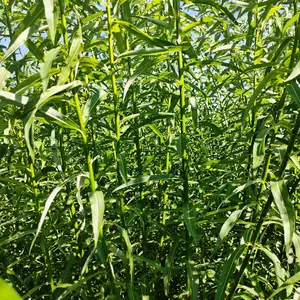 辽宁省鞍山柳条种植基地主营灌木杞柳@灌木柳大杯小杯苗基地批发 庭院园林绿化地被景观工程苗