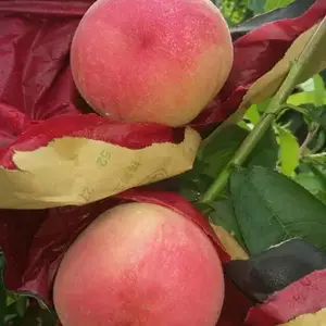 哪里有突围桃树苗 早熟突围桃树苗价格