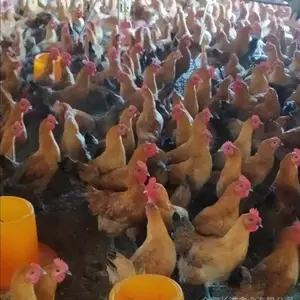 原种场供应青脚细高腿安徽淮南王柴鸡苗