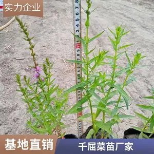 泽淼承接各种水生种植,千屈菜,水葱等水生植物 绿化专业
