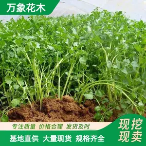 基地水芹苗 四季 水生苗木公园湿地绿化 蔬菜 浮岛种植 植物