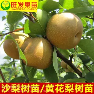 供应桂花梨苗沙梨苗黄花梨树苗 嫁接苗可盆栽耐寒水果树苗肉甜脆爽品种正宗优质