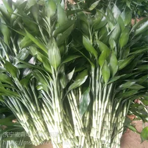 种植户直销水培植物富贵竹 三株观音竹 老根莲花竹摆地摊