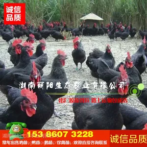 优质小鸡苗活体黑羽高产绿壳蛋鸡苗黑鸡苗